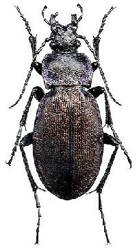 Carabus regalis