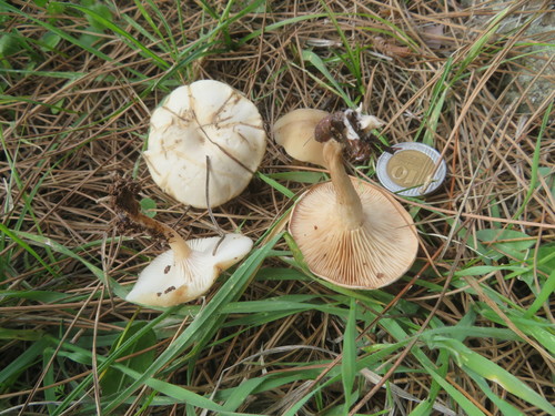 Clitocybe diatreta