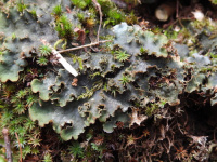 Peltigera praetextata