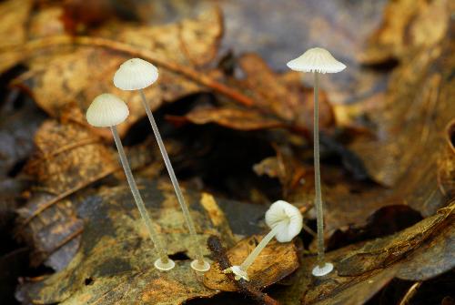 Mycena stylobates