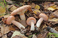 Lactarius torminosus