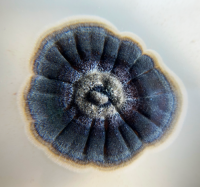 Sydowia polyspora