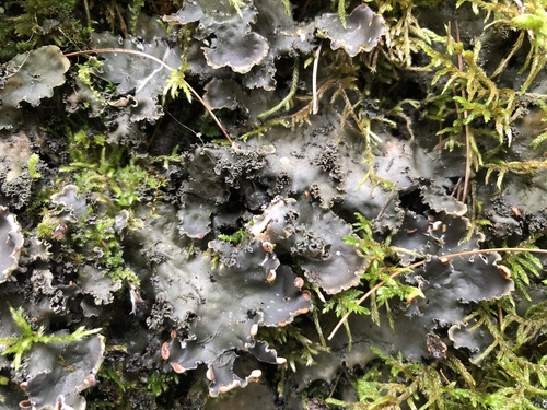 Peltigera elisabethae