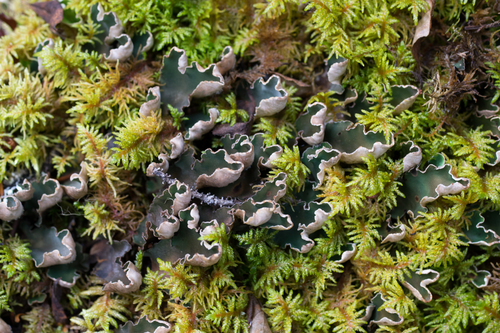 Peltigera malacea