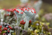 Cladonia pleurota 