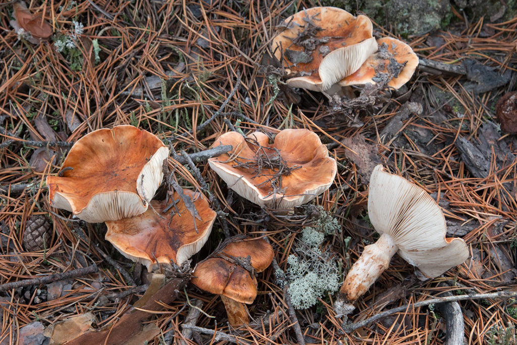 Tricholoma focale