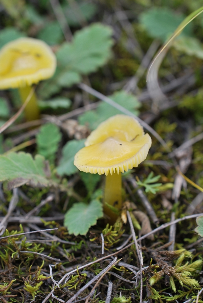 Hygrocybe chlorophana