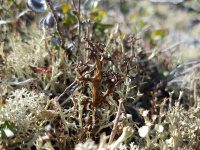 Cetraria laevigata 