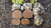 Cortinarius lilacinopes