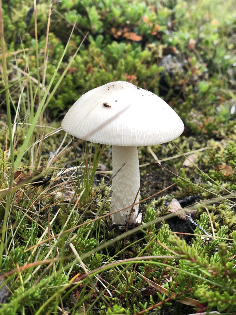 Amanita nivalis