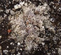 Lecanora epibryon 