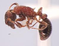 Myrmica commarginata 