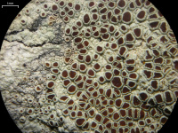 Lecanora argentata 