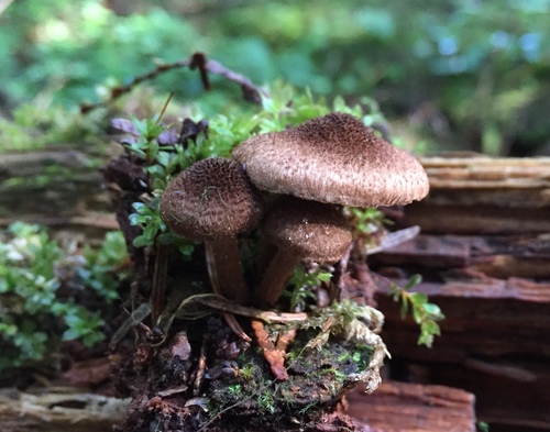 Inocybe lanuginosa