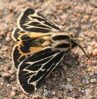 Grammia obliterata