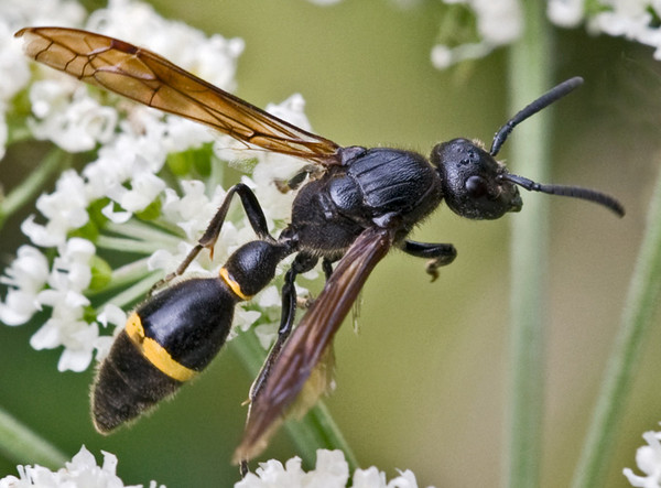 Discoelius zonalis (Panzer, 1801)