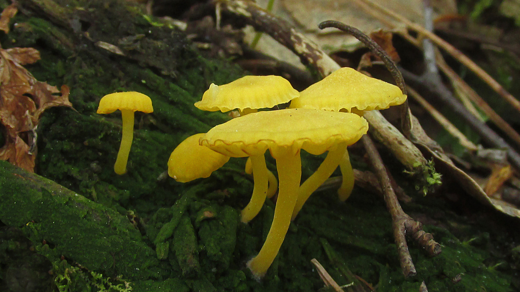 Lichenomphalia alpina 