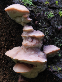 Leptoporus mollis