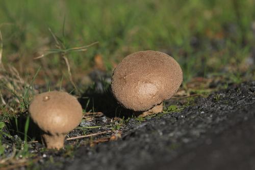 Lycoperdon molle