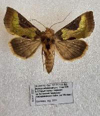 Diachrysia chrysitis