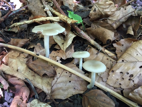 Entoloma rhodopolium 