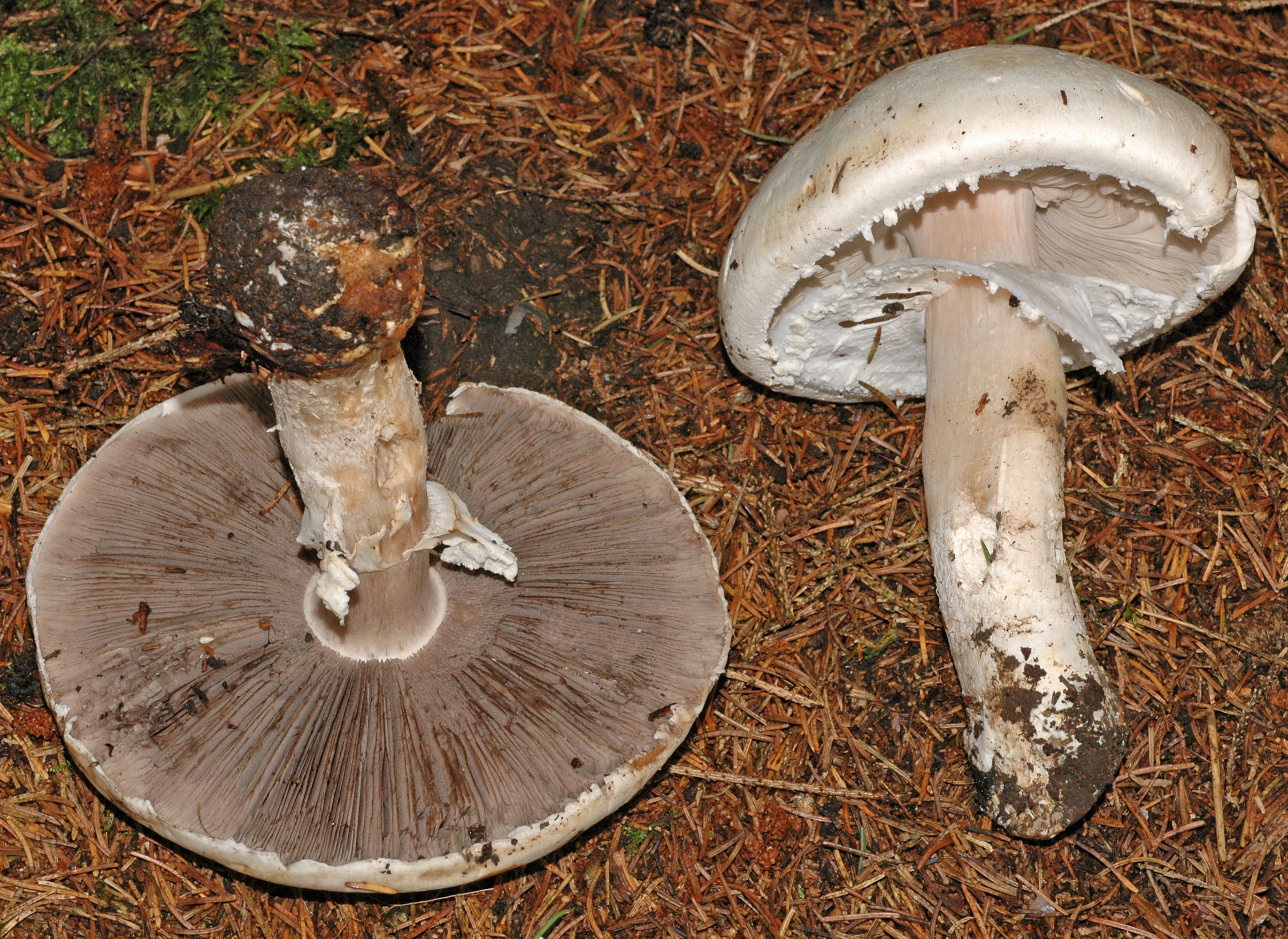 Agaricus urinascens