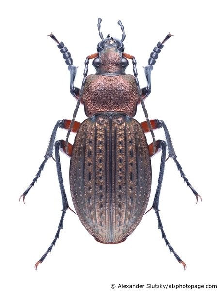 Carabus cancellatus