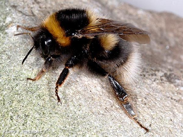 Bombus (Pyrobombus) jonellus 