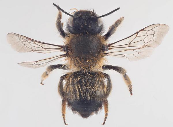 Megachile (Xanthosarus) circumcincta lactescens 