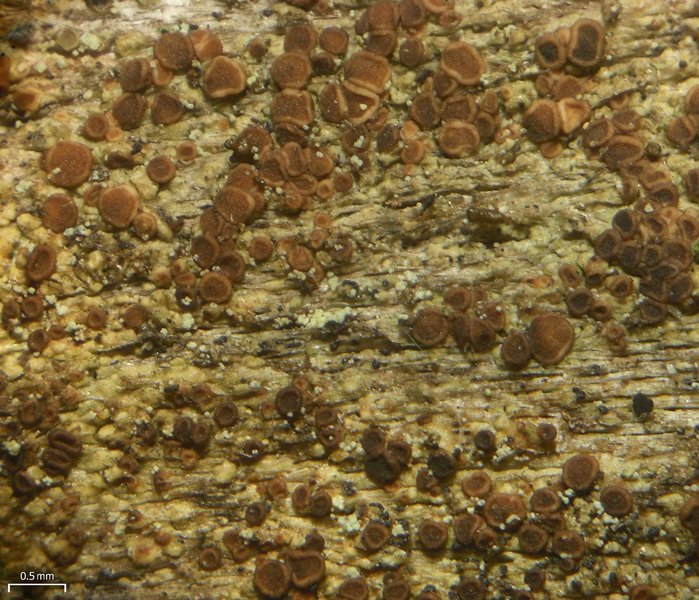 Lecanora cadubriae