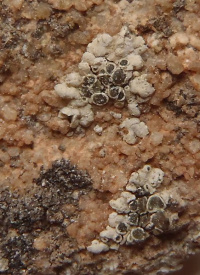 Lecanora valesiaca 