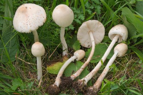 Macrolepiota excoriata