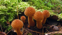 Lepiota lignicola