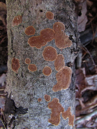 Hymenochaete cinnamomea 