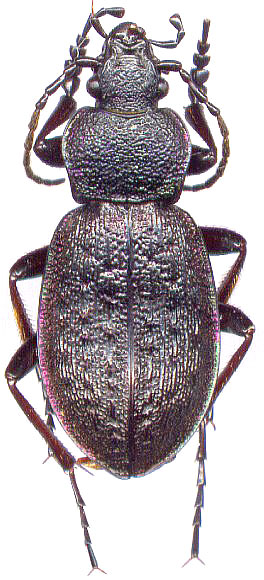 Carabus loschnikovi