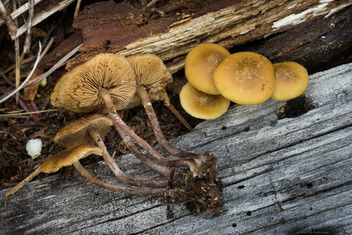 Kuehneromyces vernalis