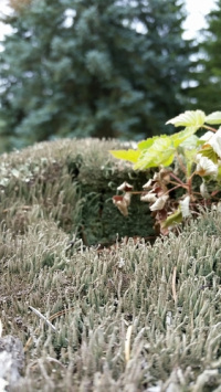 Cladonia rei 