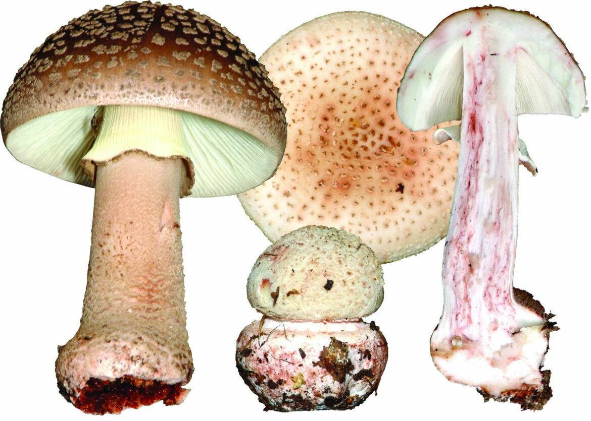 Amanita rubescens