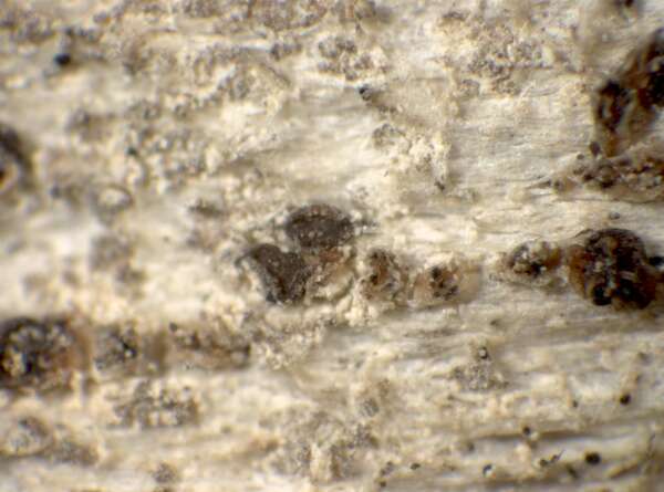 Xylographa vitiligo