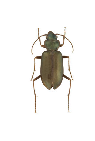 Nebria (Boreonebria) frigida