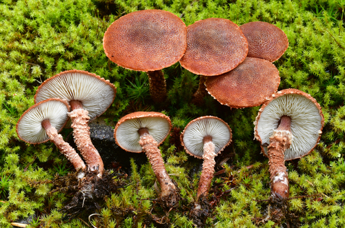 Cystodermella granulosa