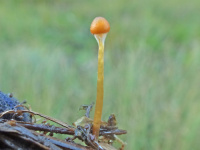 Galerina jaapii