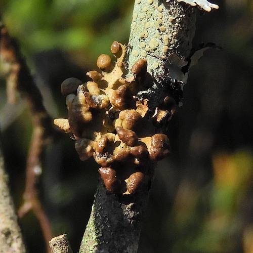 Cetraria sepincola