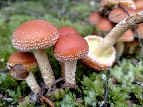 Hypholoma sublateritium