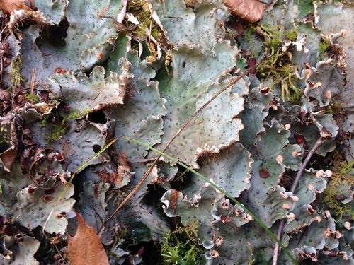 Peltigera leucophlebia 