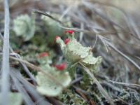 Cladonia borealis 