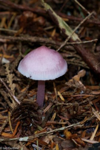 Mycena pura