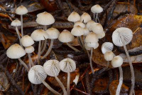 Mycena galopus