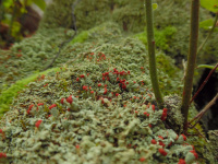 Cladonia incrassata 