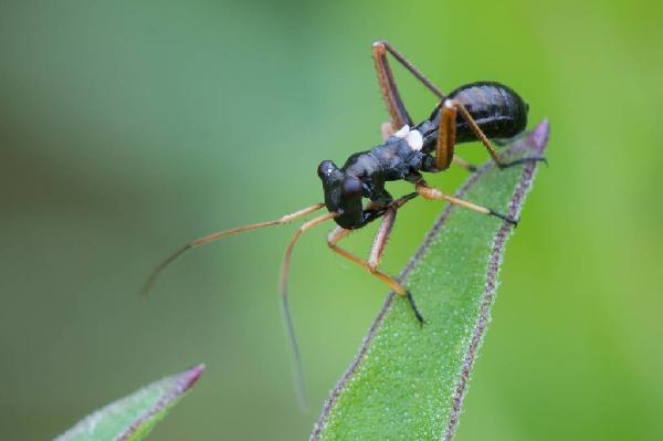 Myrmecophyes alboornatus 